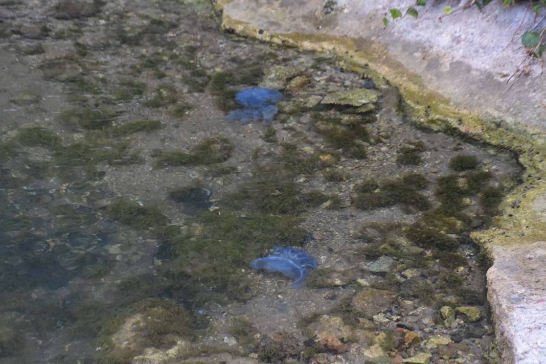 Yüzlercesi sahile vurdu, dokunan anında zehirleniyor! Mavi renklilere sakın yaklaşmayın, ölüm tehlikesi var 20